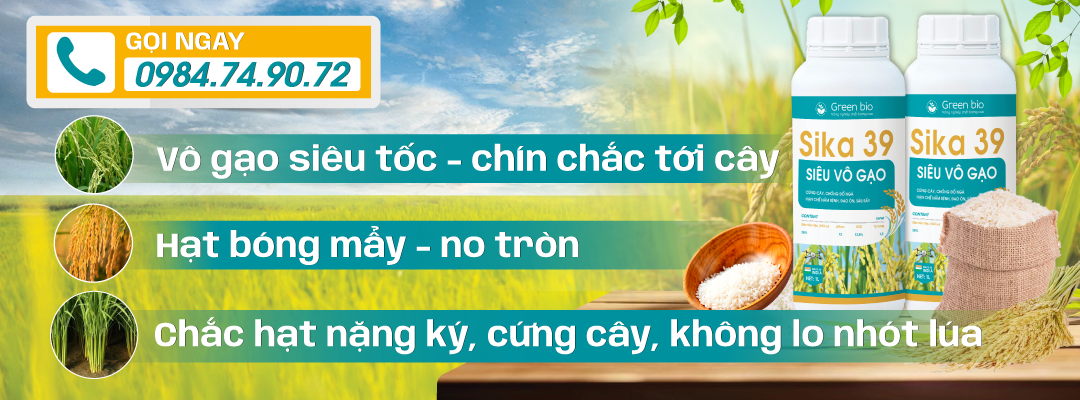 SIKA 39 - SIÊU VÔ GẠO 1 Frame Sika